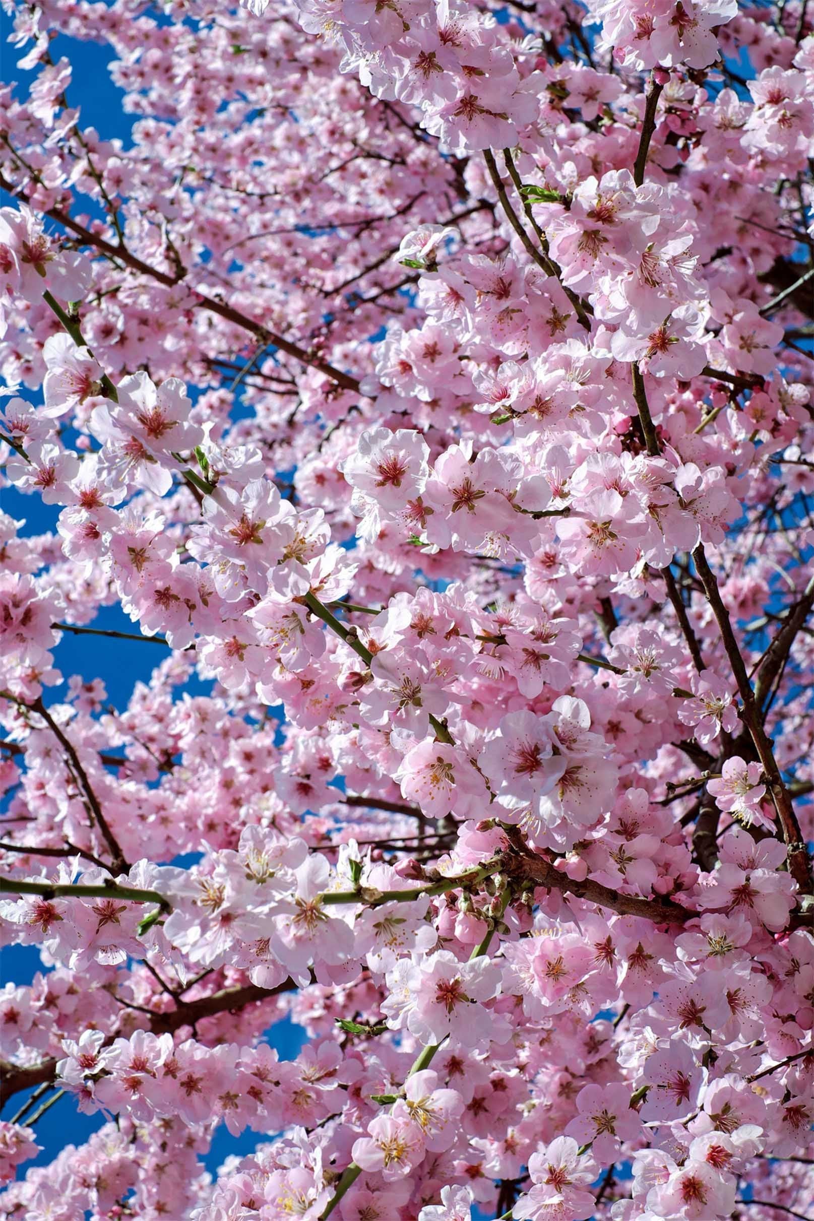 3D Pretty Peach Flowers 1107 Stair Risers Wallpaper AJ Wallpaper