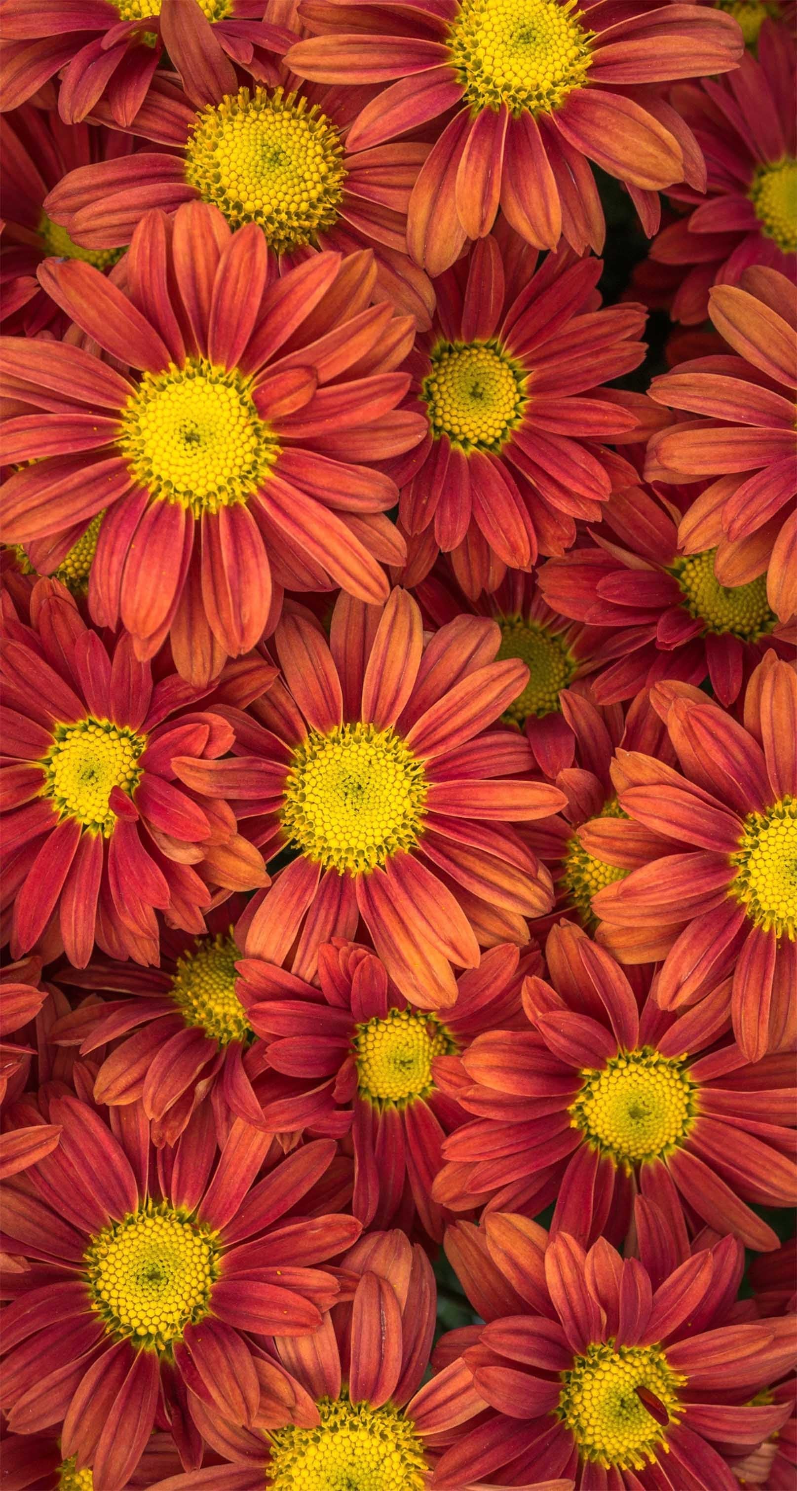 3D Chrysanthemums 1277 Stair Risers Wallpaper AJ Wallpaper