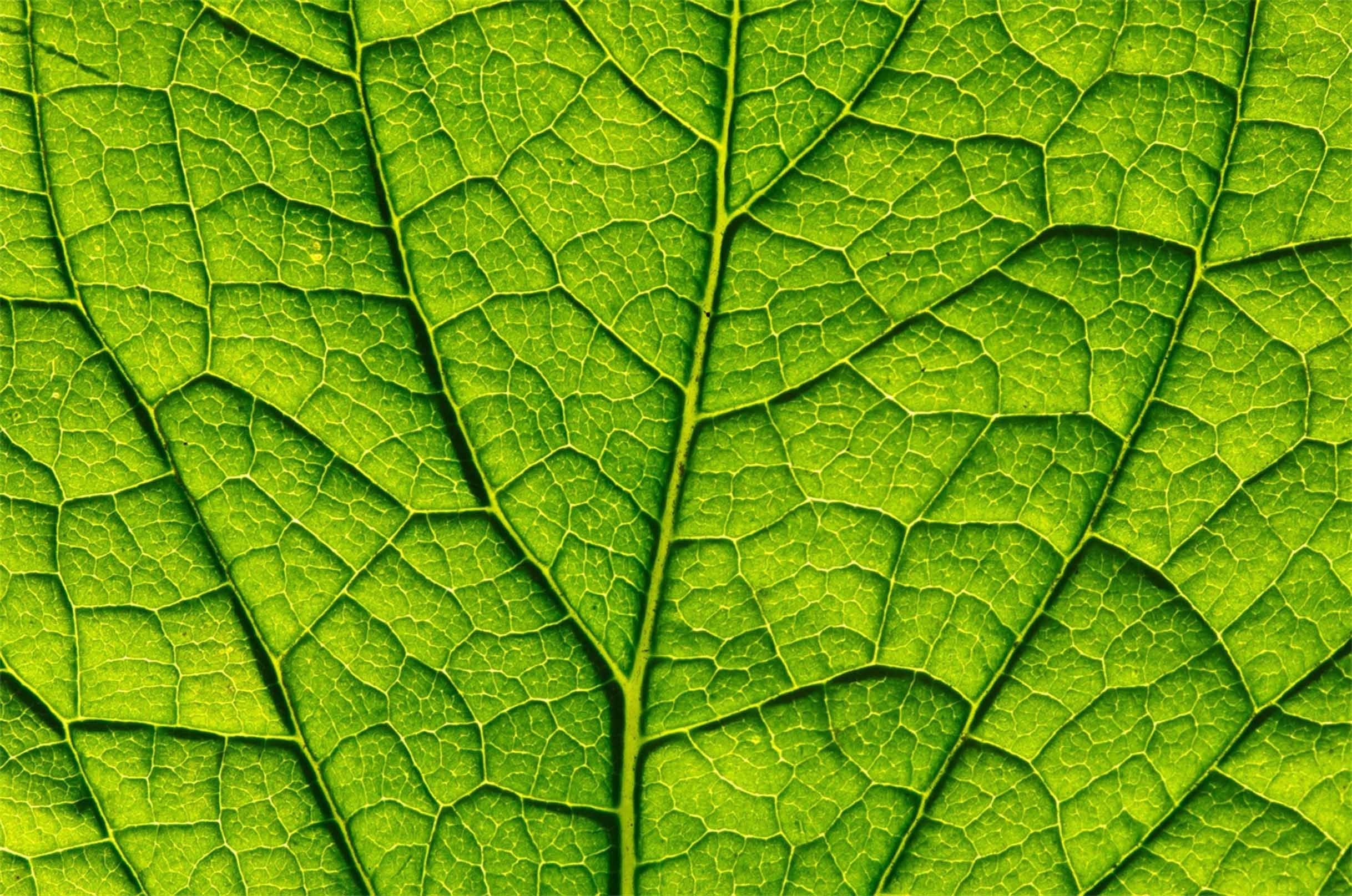 3D Green Leaf Veins Kitchen Mat Floor Mural Wallpaper AJ Wallpaper