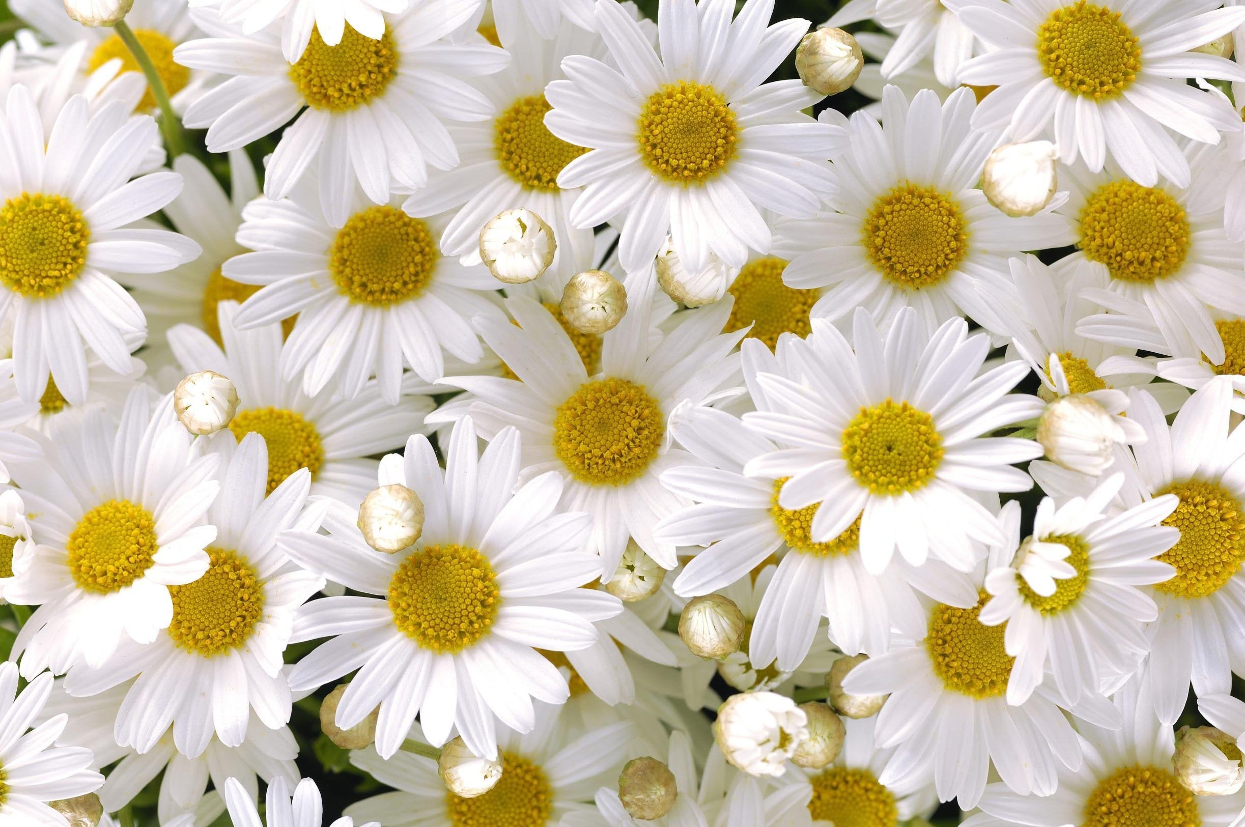 3D Fresh Flowers Kitchen Mat Floor Mural Wallpaper AJ Wallpaper