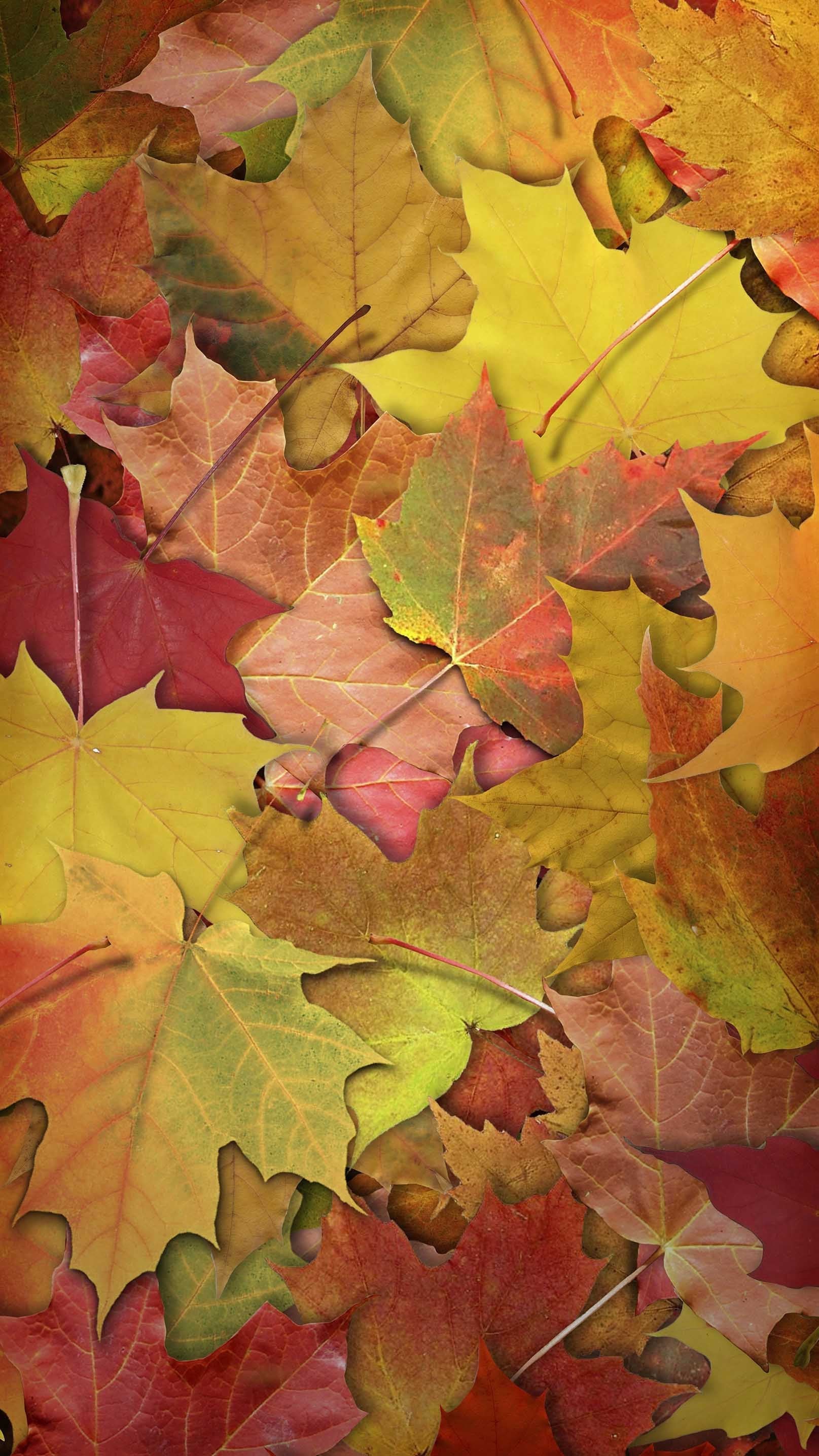3D Fallen Leaves 1133 Stair Risers Wallpaper AJ Wallpaper