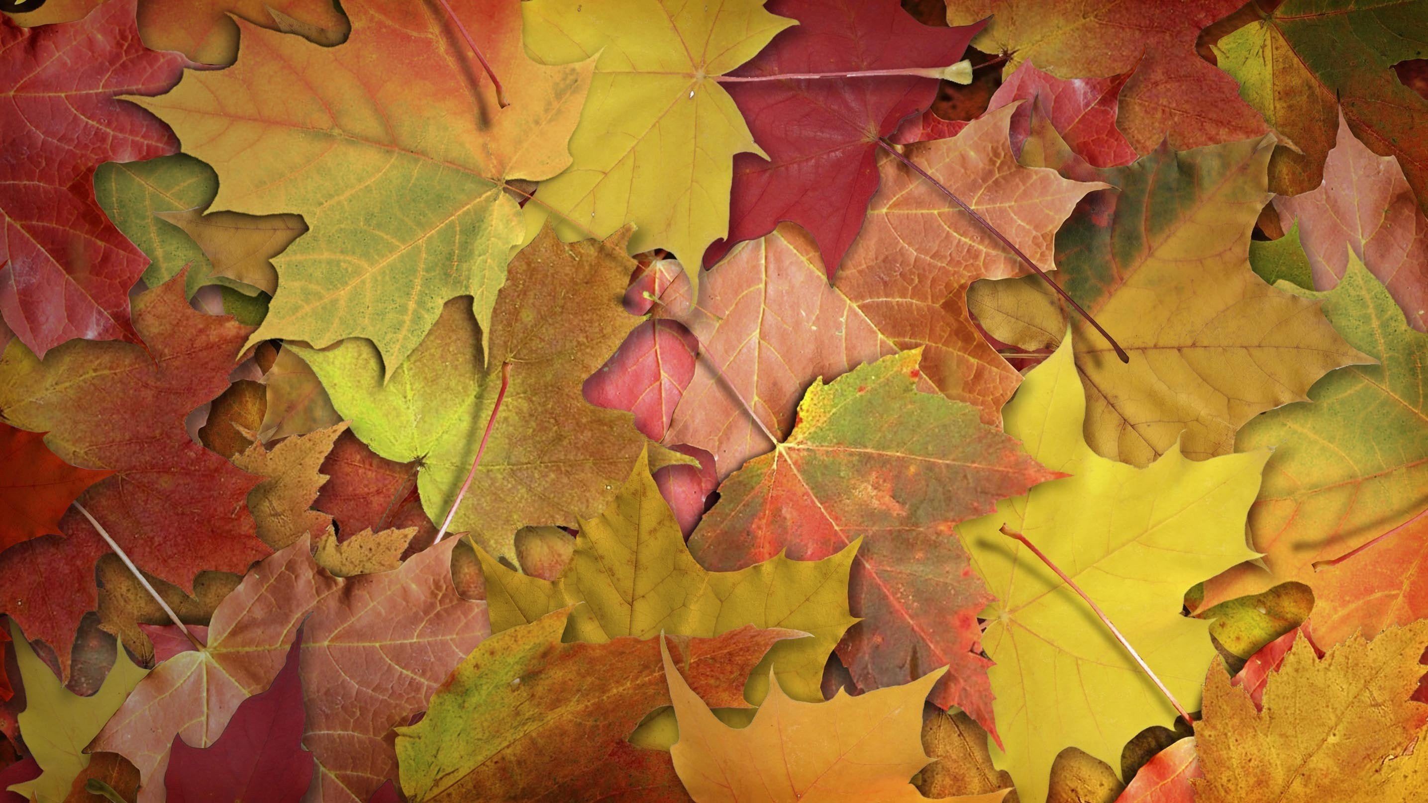 3D Fallen Leaves Pattern Kitchen Mat Floor Mural Wallpaper AJ Wallpaper