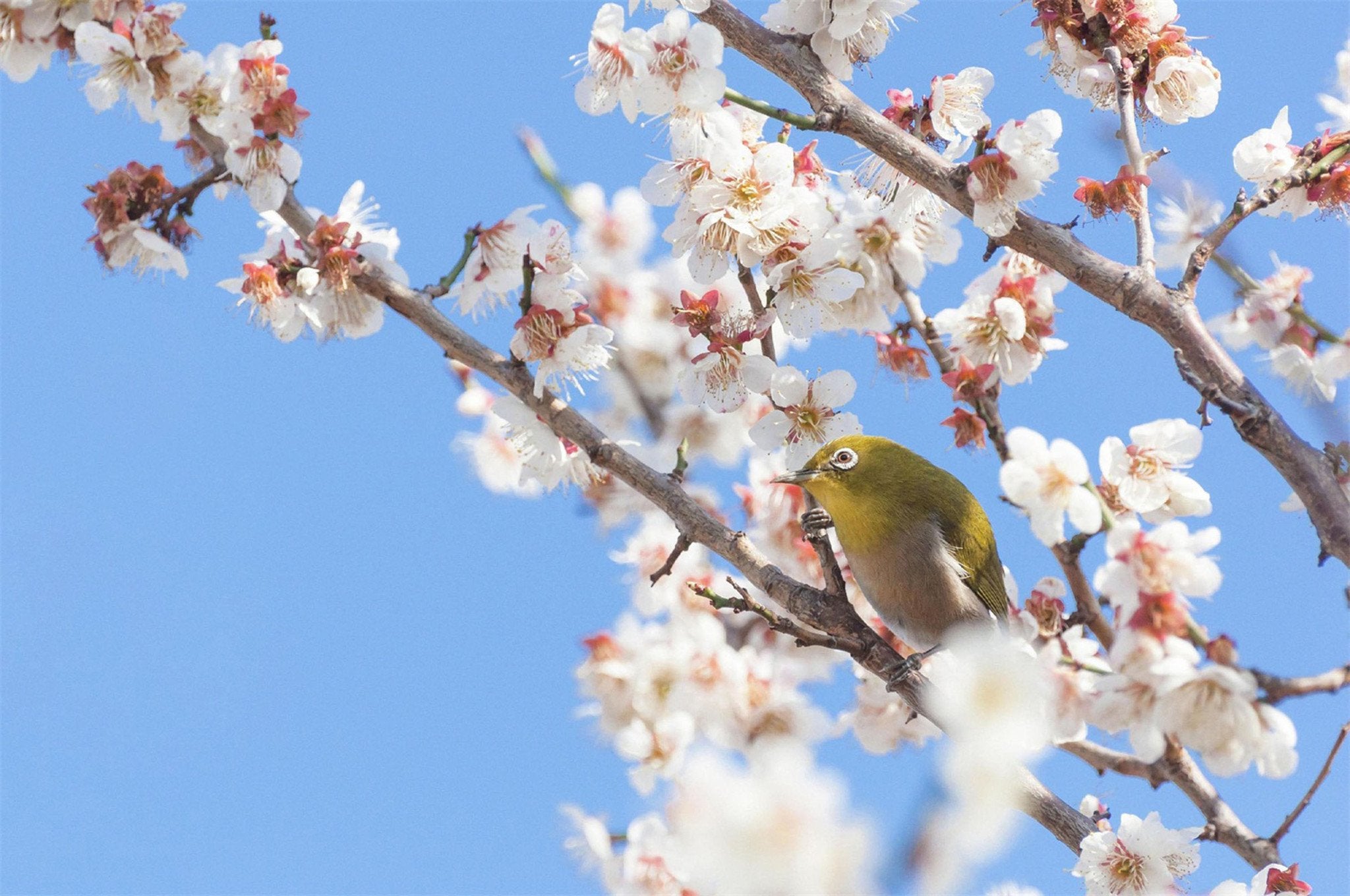 Flowering Tree Bird Wallpaper AJ Wallpaper