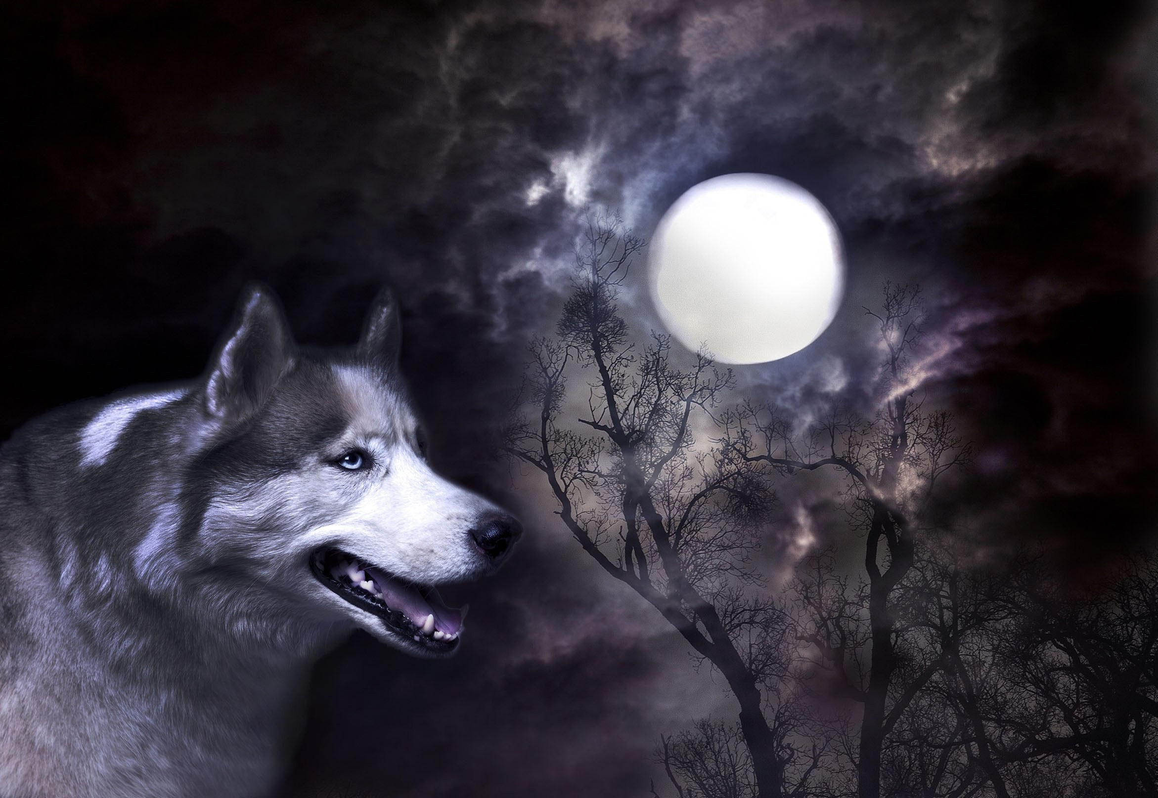 3D Bright Moon Wolf 649 Kitchen Mat Floor Mural Wallpaper AJ Wallpaper