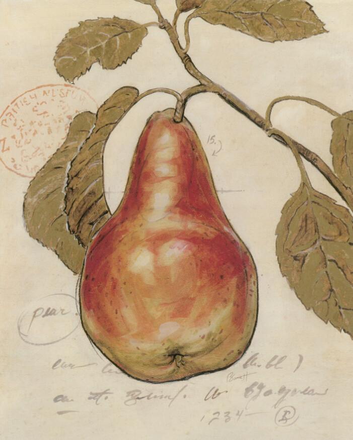 Pear Branches Wallpaper AJ Wallpaper