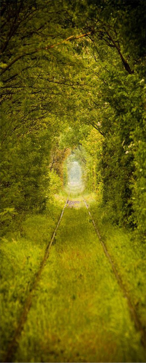 3D green forest door mural Wallpaper AJ Wallpaper