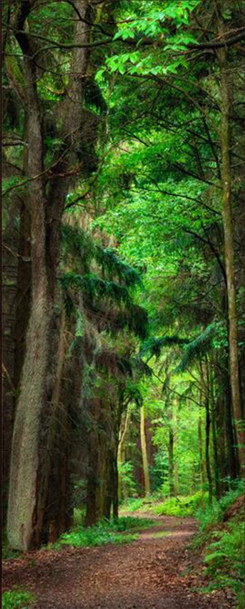 3D natural forest landscape door mural Wallpaper AJ Wallpaper