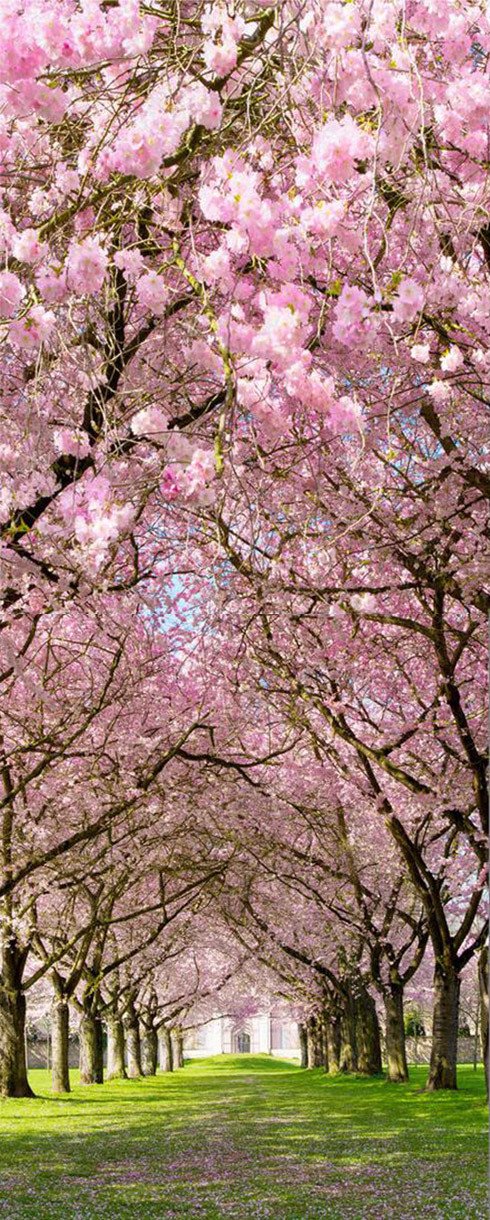 3D natural flowers and trees door mural Wallpaper AJ Wallpaper