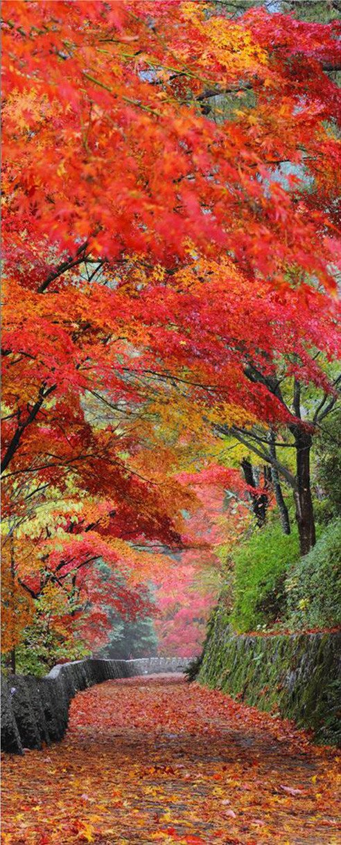 3D maple forest road door mural Wallpaper AJ Wallpaper