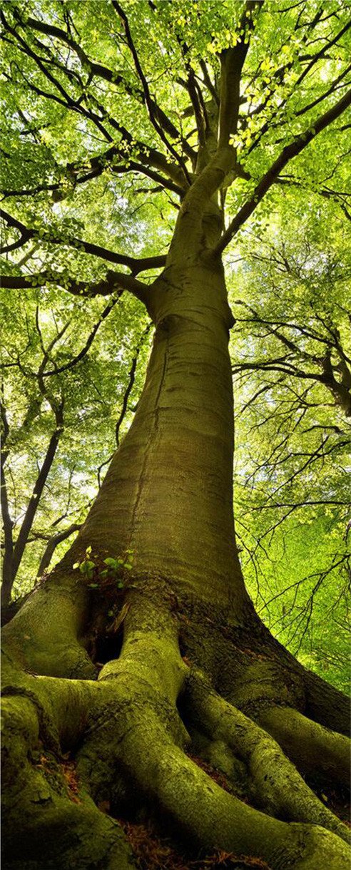 3D natural green treesdoor mural Wallpaper AJ Wallpaper