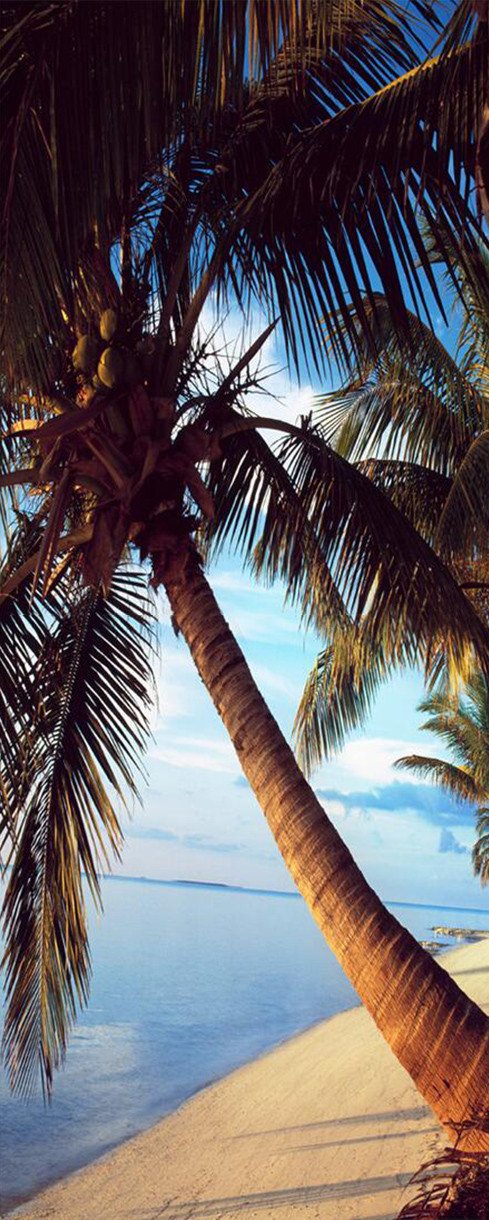 3D green palm tree door mural Wallpaper AJ Wallpaper