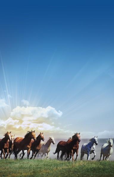 Running Horses 3 Wallpaper AJ Wallpaper