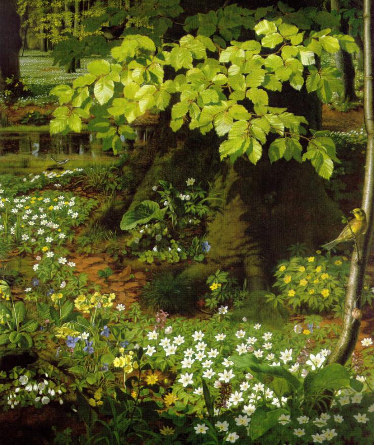 Forest Flowers Field Wallpaper AJ Wallpaper