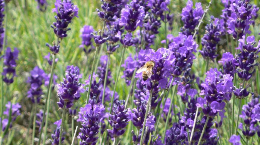 Small Bee And Flowers Wallpaper AJ Wallpaper 2