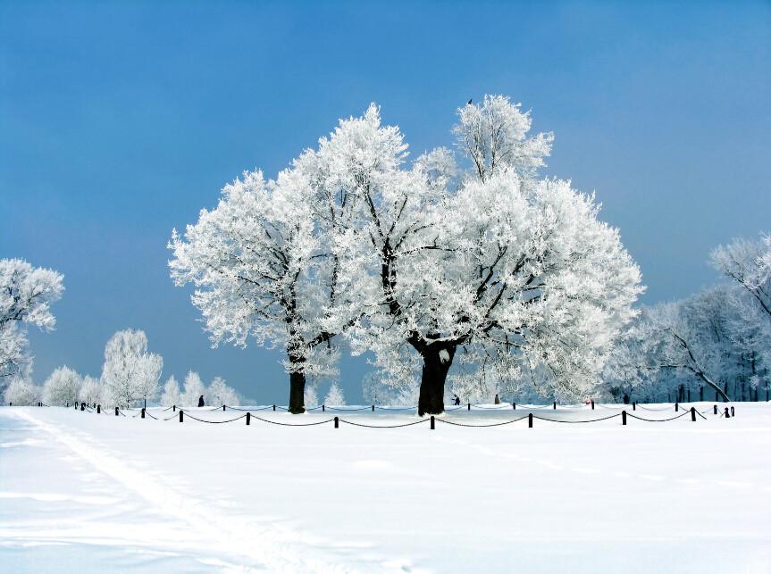 Winter Trees Wallpaper AJ Wallpaper 2