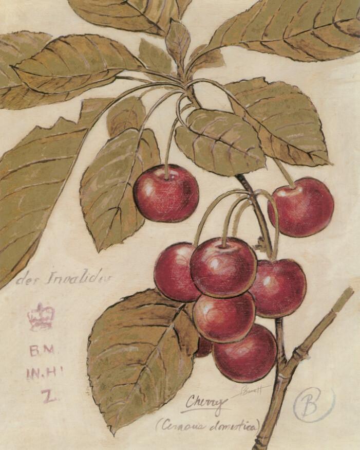 Cherries Branches Wallpaper AJ Wallpaper