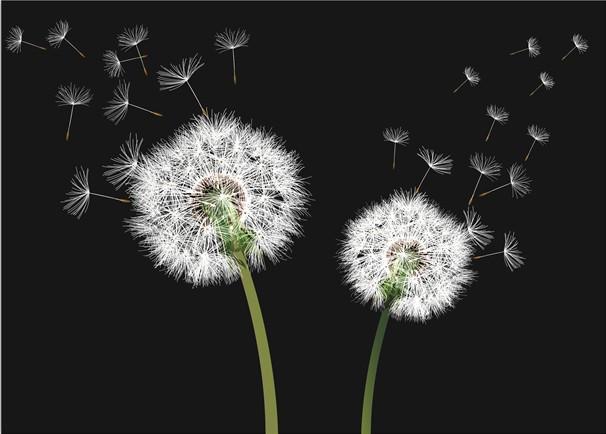Seeding Dandelions Wallpaper AJ Wallpaper