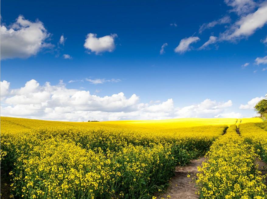 Rape Flowers Fields Wallpaper AJ Wallpaper