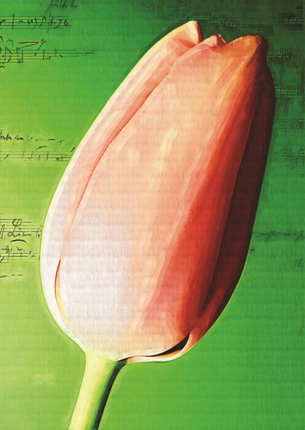 Tulip And Musical Staff Wallpaper AJ Wallpaper 2