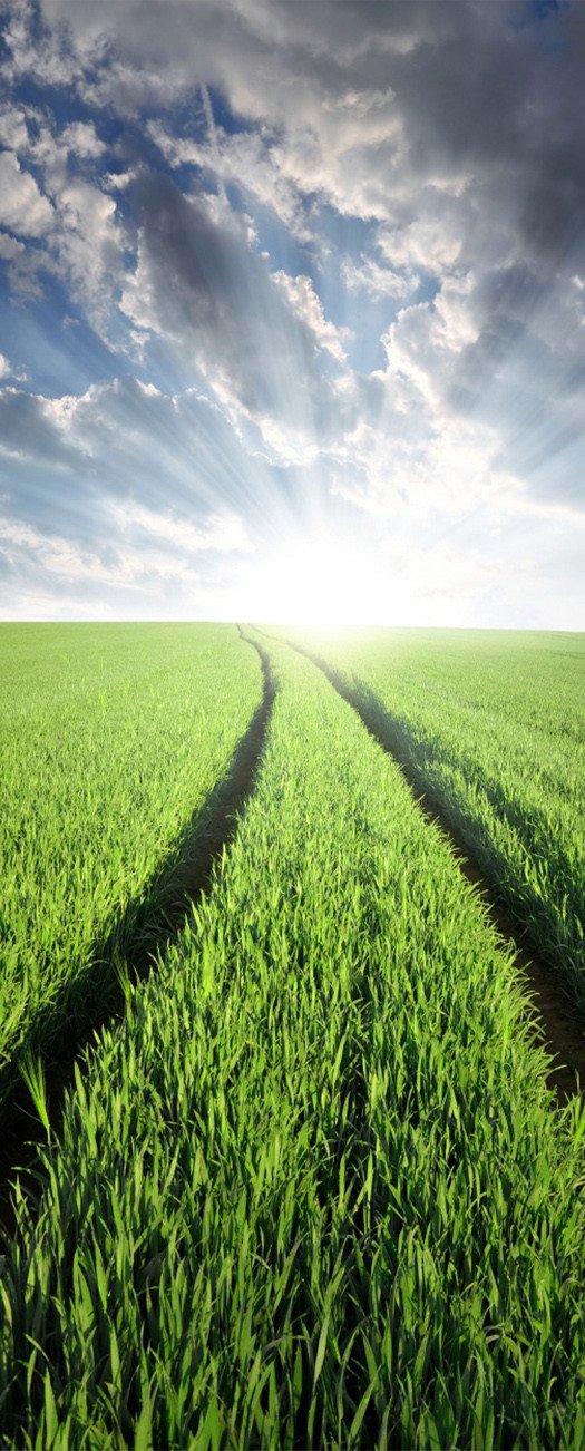 3D green fields door mural Wallpaper AJ Wallpaper