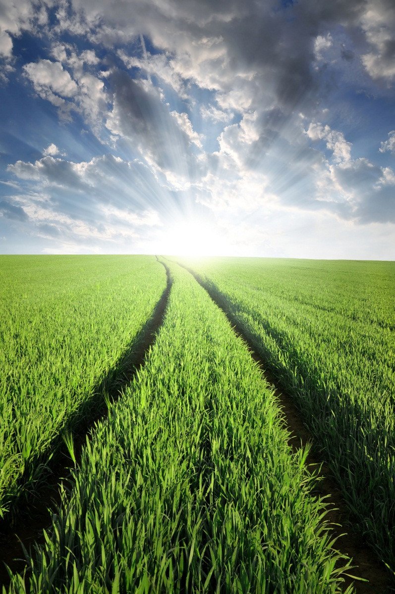 3D Farmland Scenery 116 Stair Risers Wallpaper AJ Wallpaper