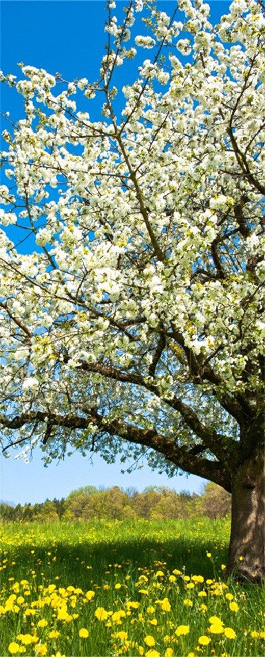 3D flowering tree door mural Wallpaper AJ Wallpaper