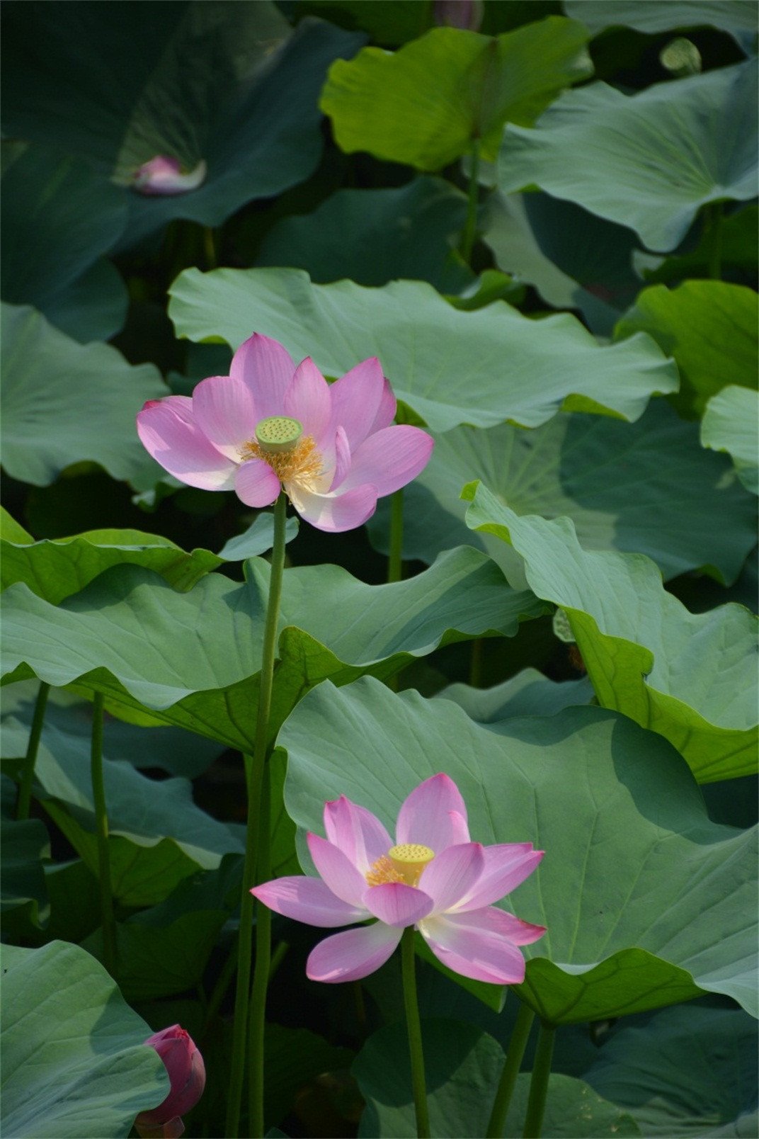 3D Lotus Flowers 126 Stair Risers Wallpaper AJ Wallpaper