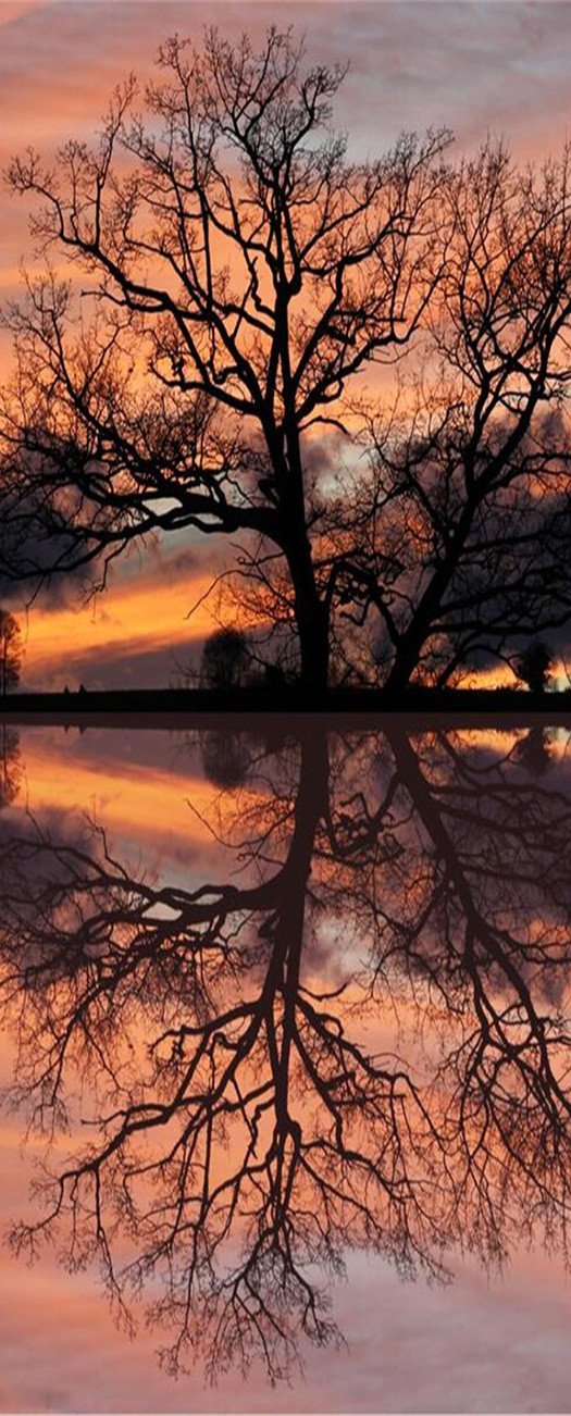 3D reflection of the water tree door mura Wallpaper AJ Wallpaper