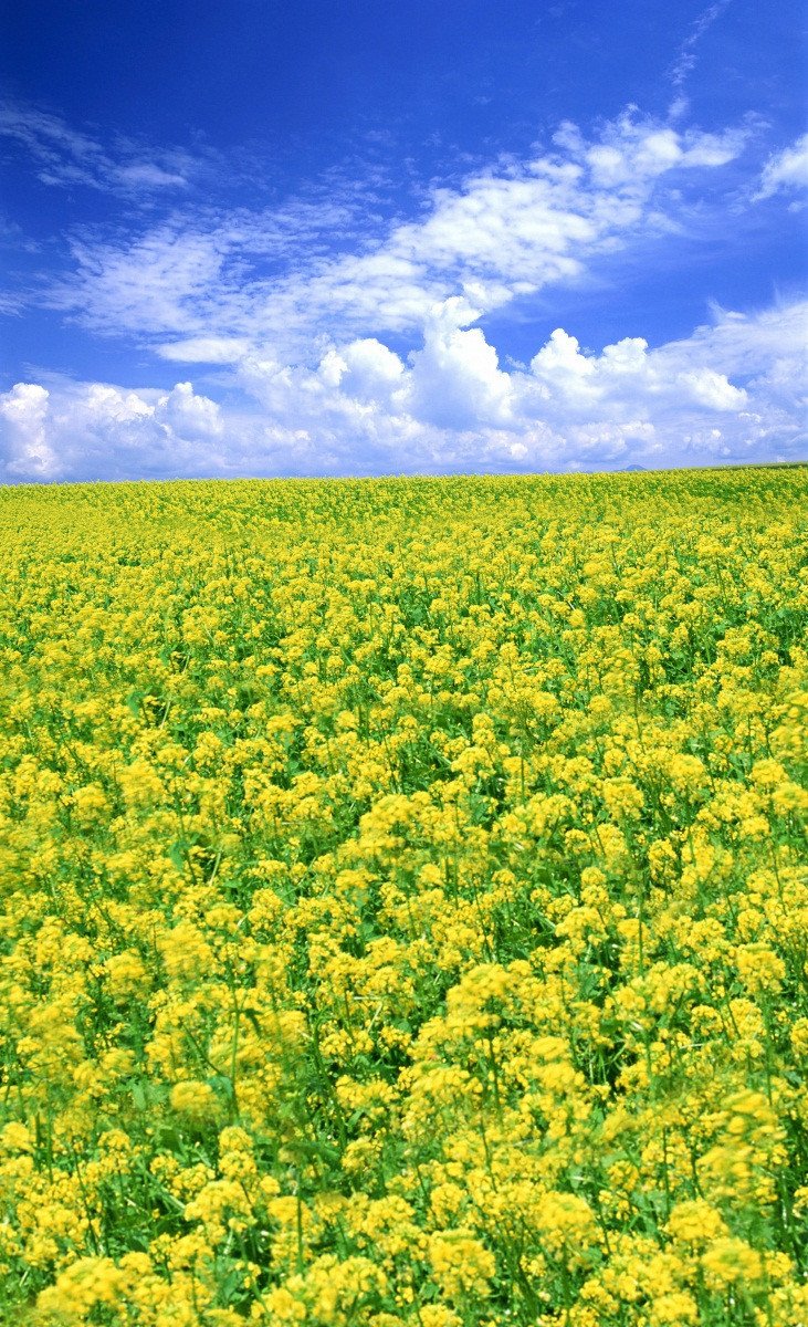 3D Endless Flowers Field 507 Stair Risers Wallpaper AJ Wallpaper