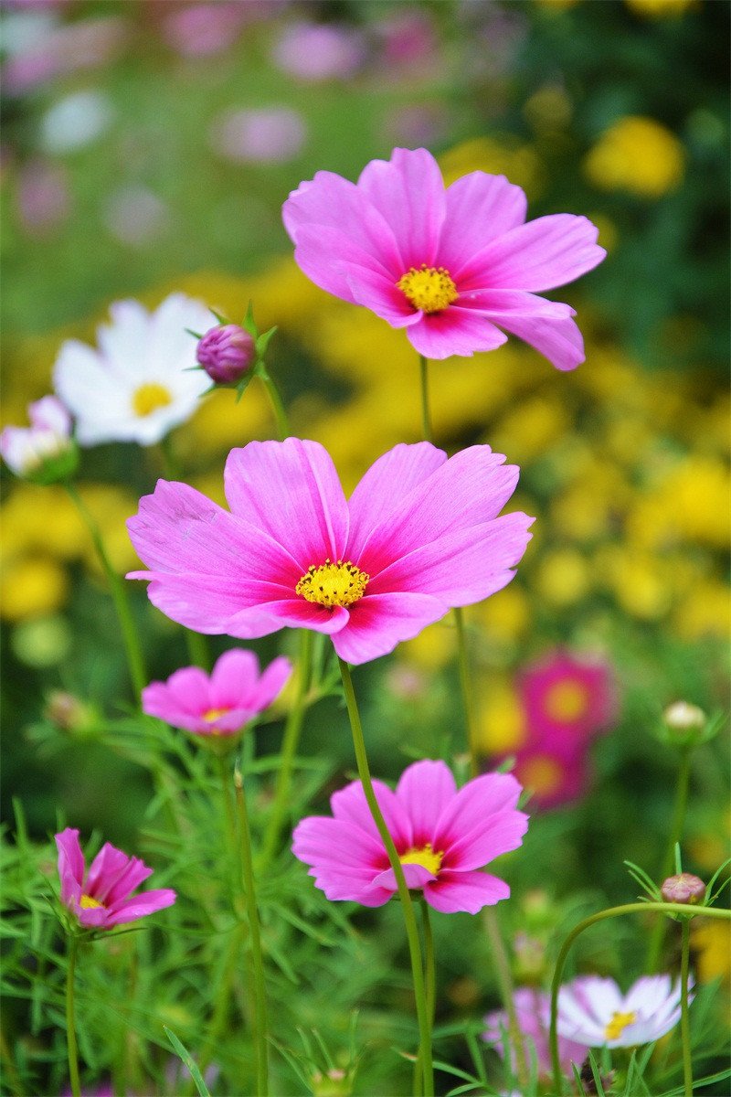 3D Bright Flowers 606 Stair Risers Wallpaper AJ Wallpaper