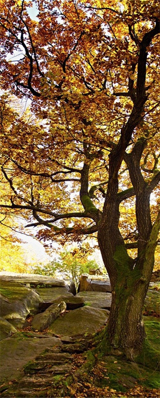 3D autumn leaves door mural Wallpaper AJ Wallpaper