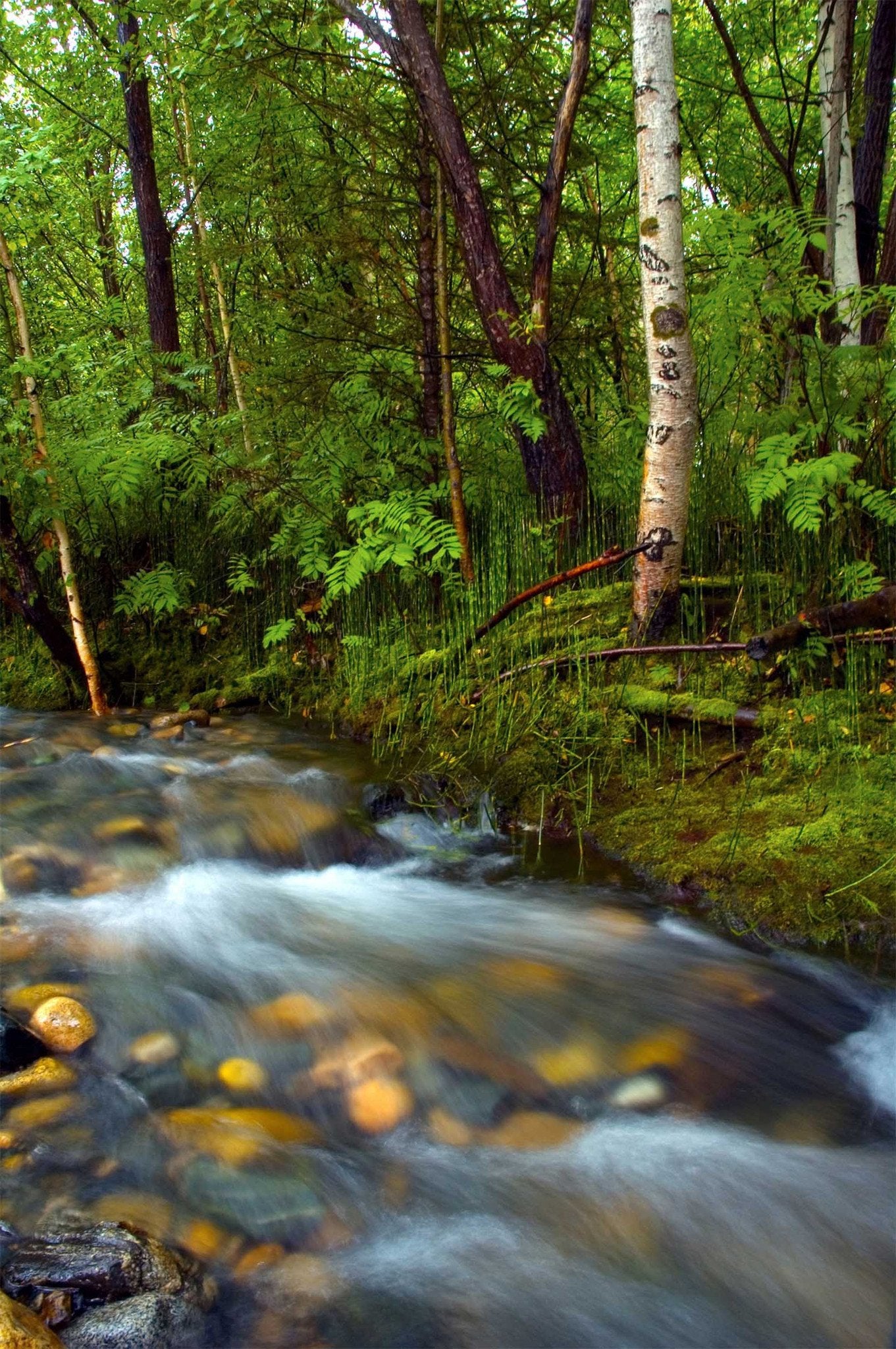 3D Forest Clear River 962 Stair Risers Wallpaper AJ Wallpaper
