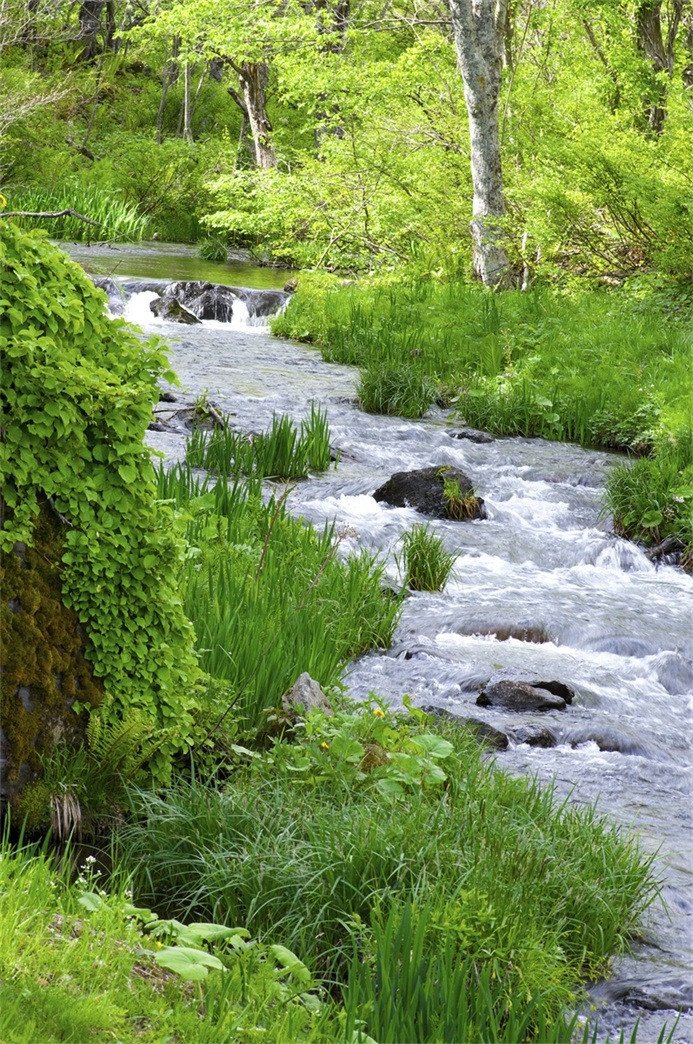 3D Pretty Forest River 393 Stair Risers Wallpaper AJ Wallpaper