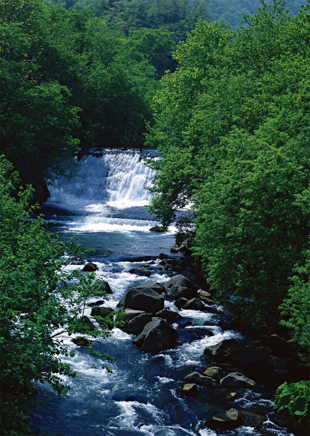 3D Riverside Green Trees 964 Stair Risers Wallpaper AJ Wallpaper