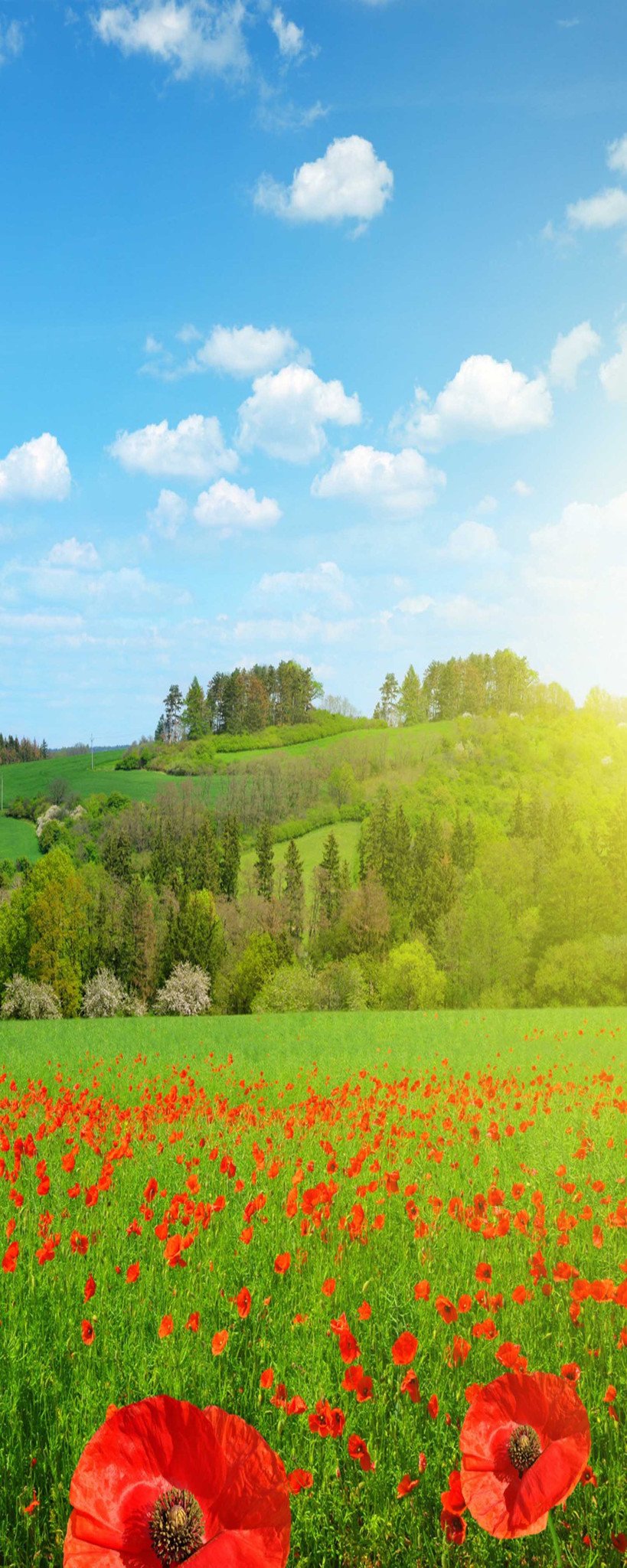 3D Mountain Grass Flowers 932 Stair Risers Wallpaper AJ Wallpaper