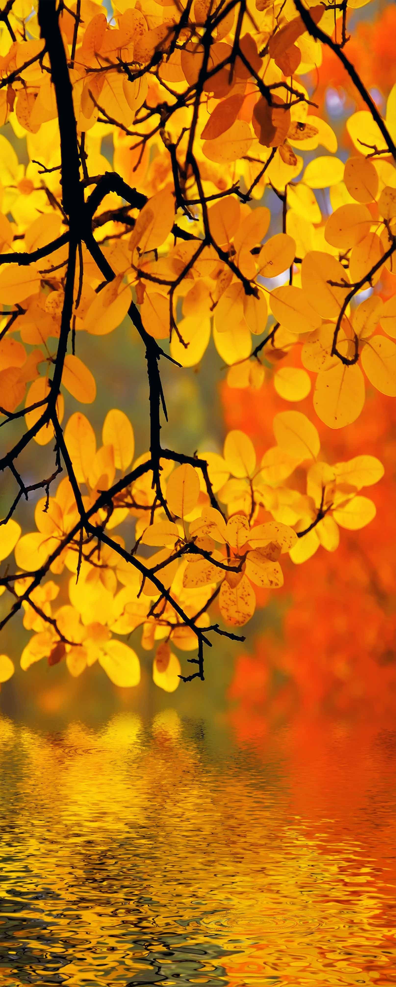 3D Hanging Branch 720 Stair Risers Wallpaper AJ Wallpaper