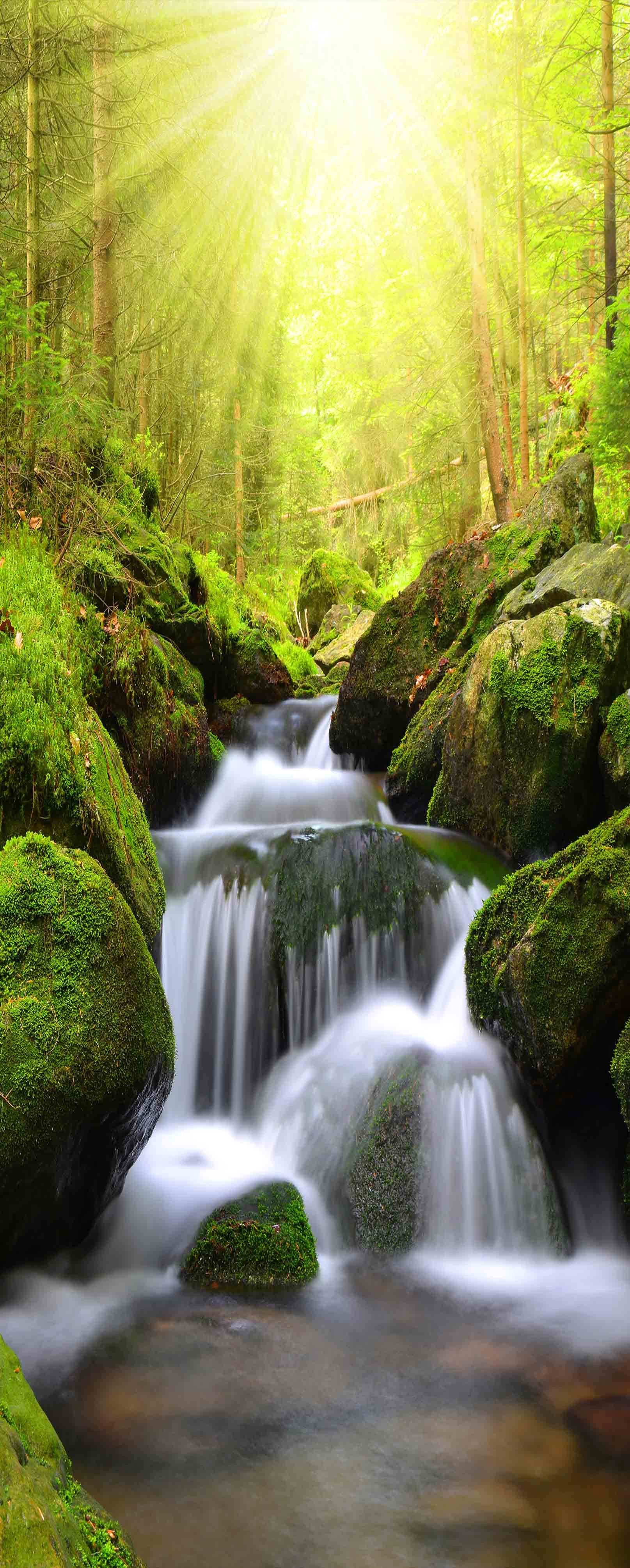 3D Forest Creek Bright Sun 702 Stair Risers Wallpaper AJ Wallpaper