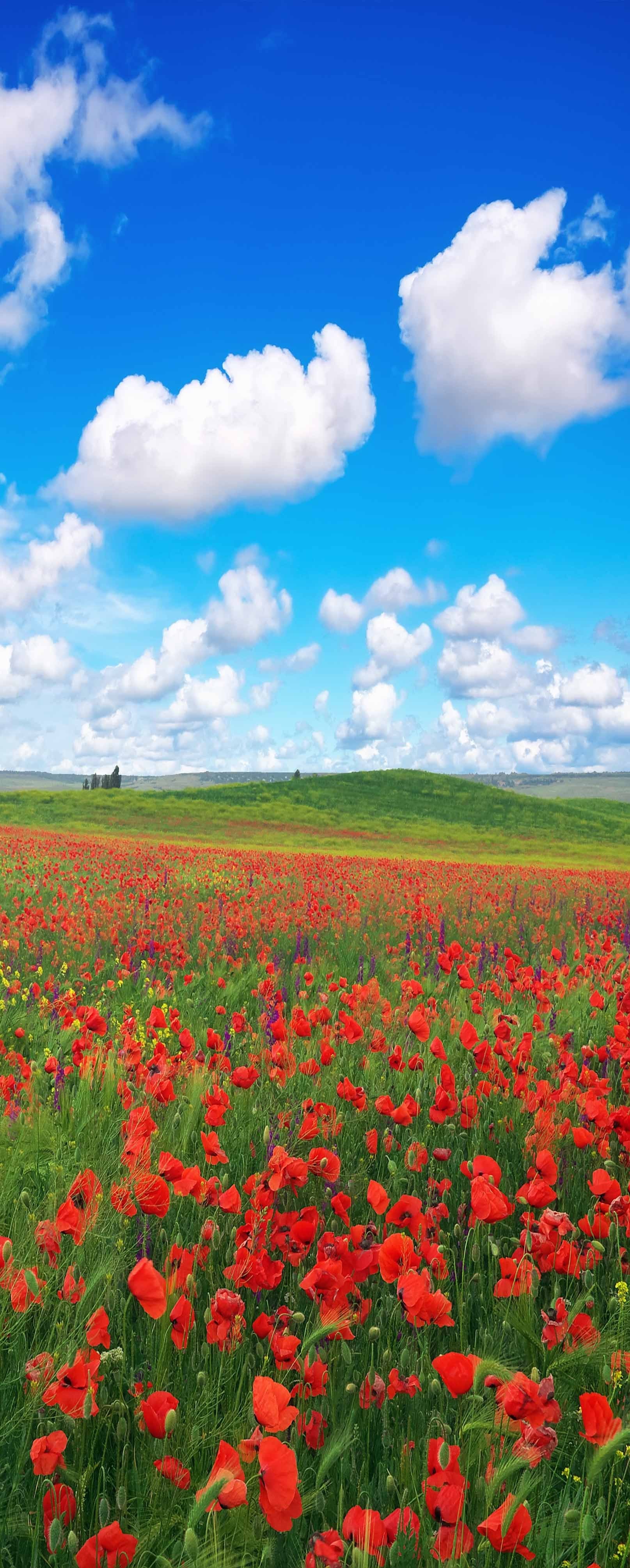 3D Flowers White Clouds 895 Stair Risers Wallpaper AJ Wallpaper