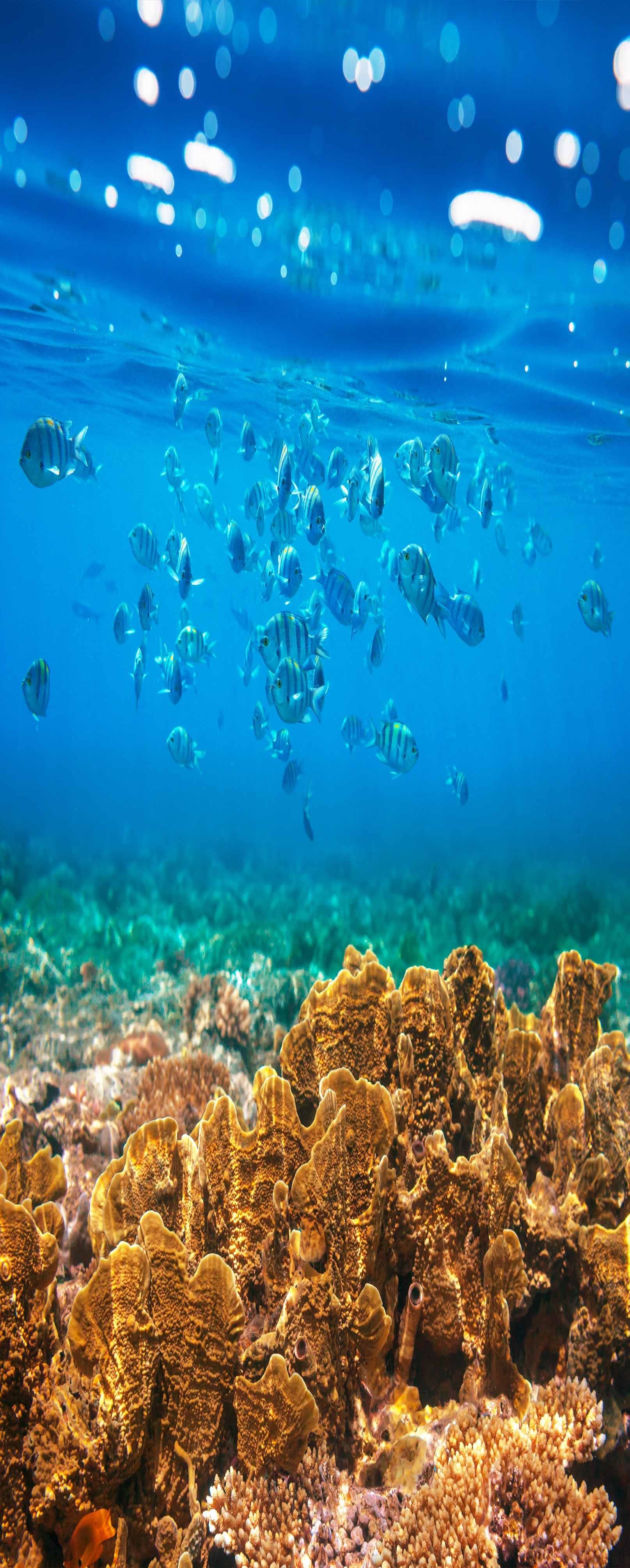 3D Ocean Corals Fishes 860 Stair Risers Wallpaper AJ Wallpaper