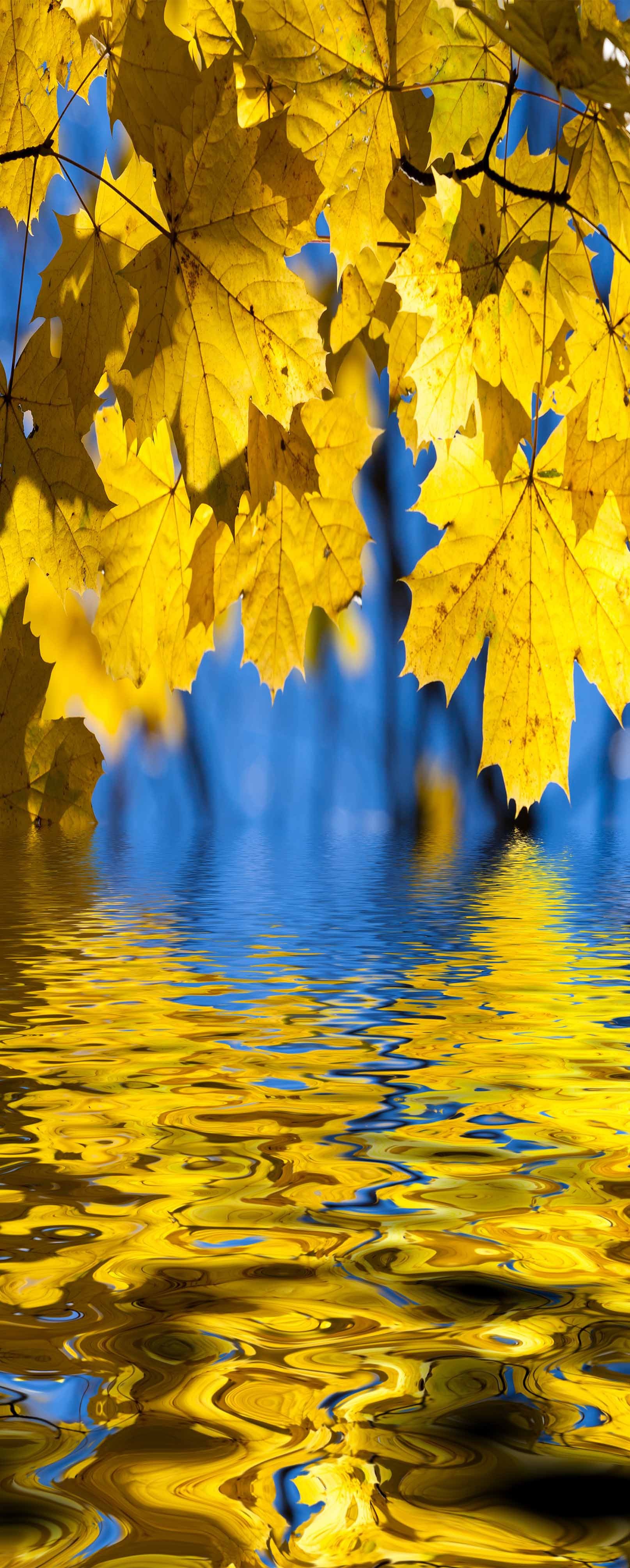 3D Hanging Leaves 404 Stair Risers Wallpaper AJ Wallpaper