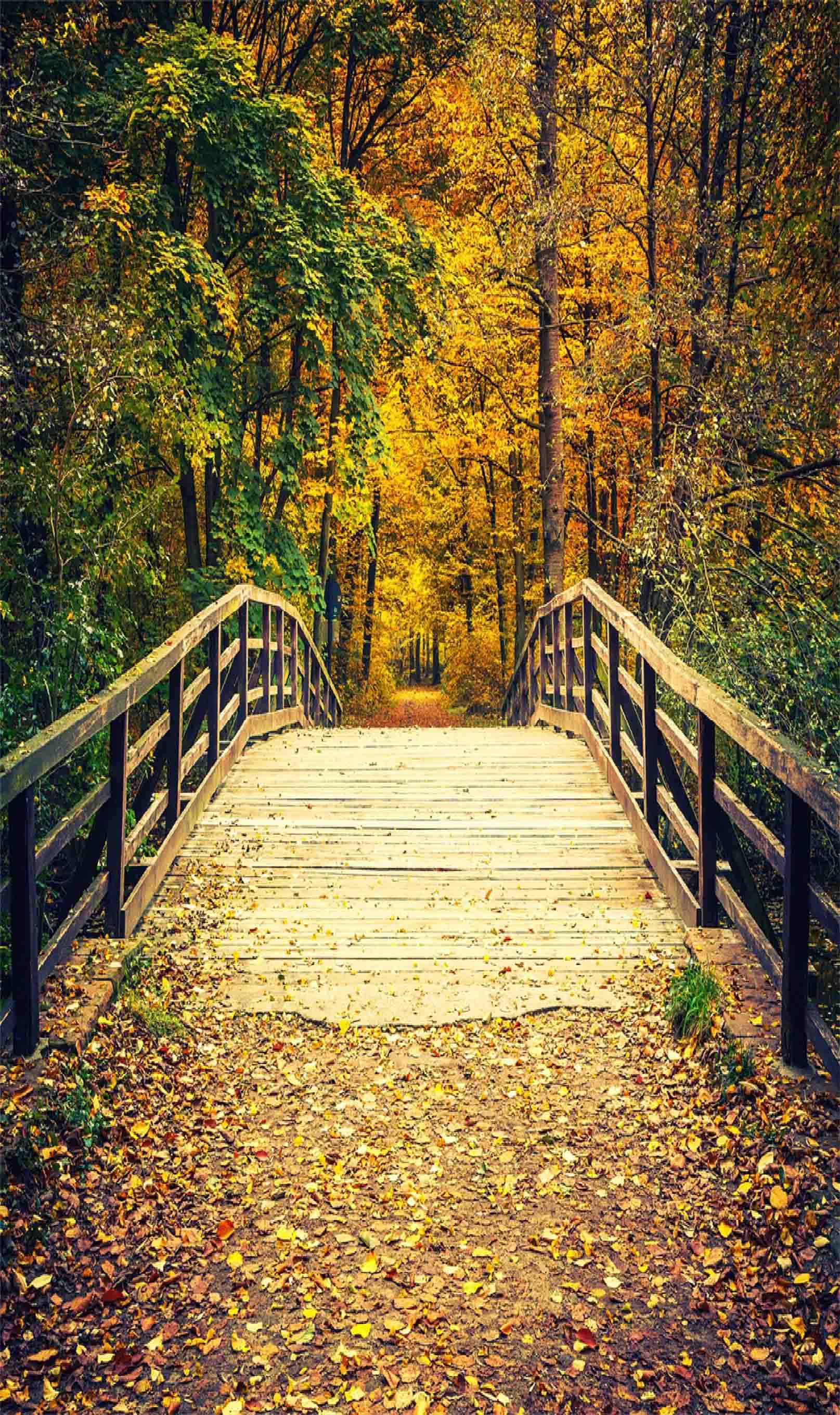 3D Forest Wooden Bridge 779 Stair Risers Wallpaper AJ Wallpaper