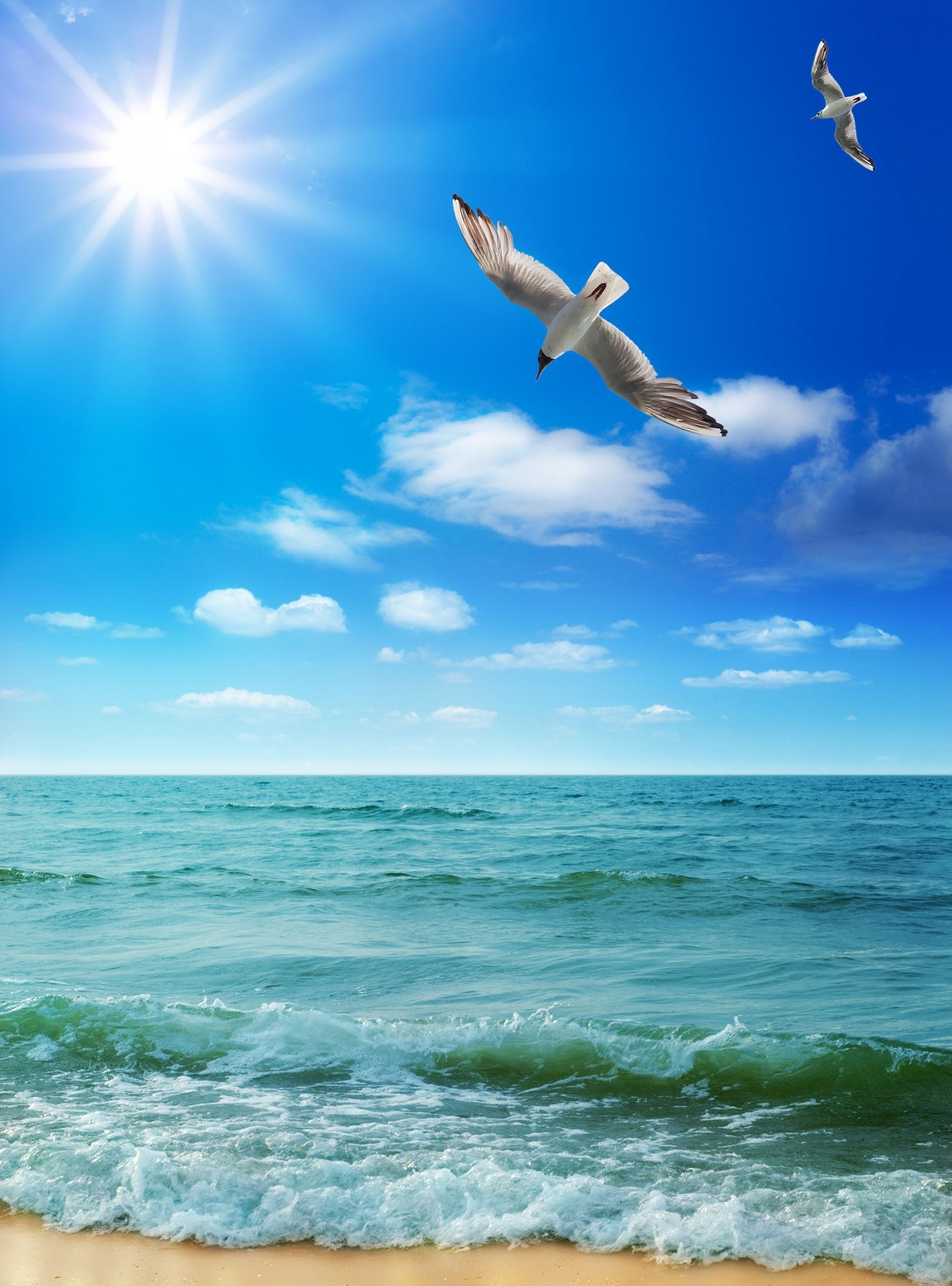 3D Sea Fly Birds 778 Stair Risers Wallpaper AJ Wallpaper