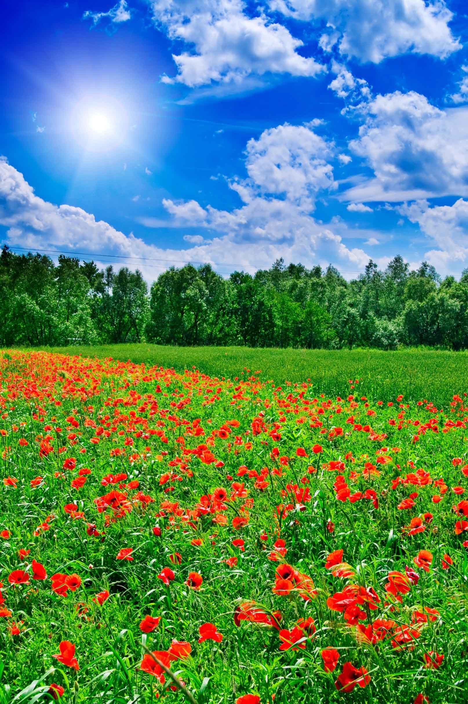 3D Sunny Flowers Field 777 Stair Risers Wallpaper AJ Wallpaper