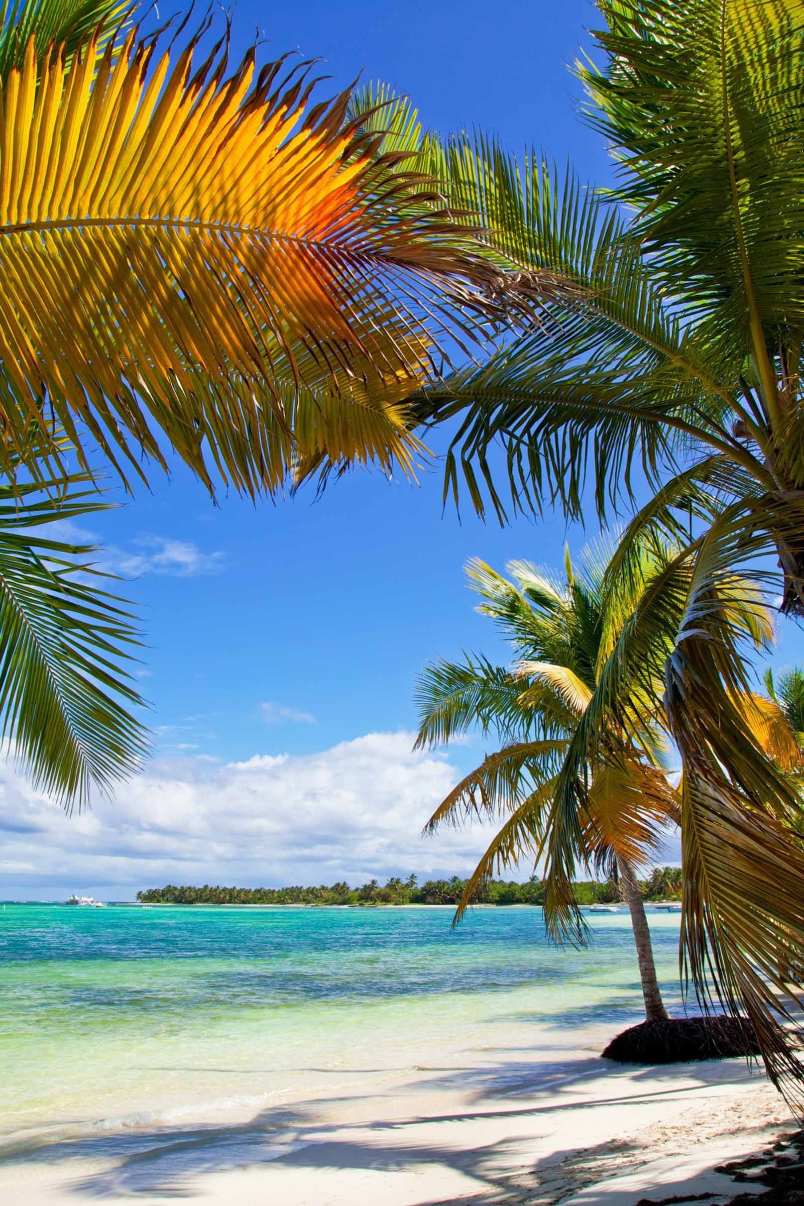 3D Beach Trees 768 Stair Risers Wallpaper AJ Wallpaper