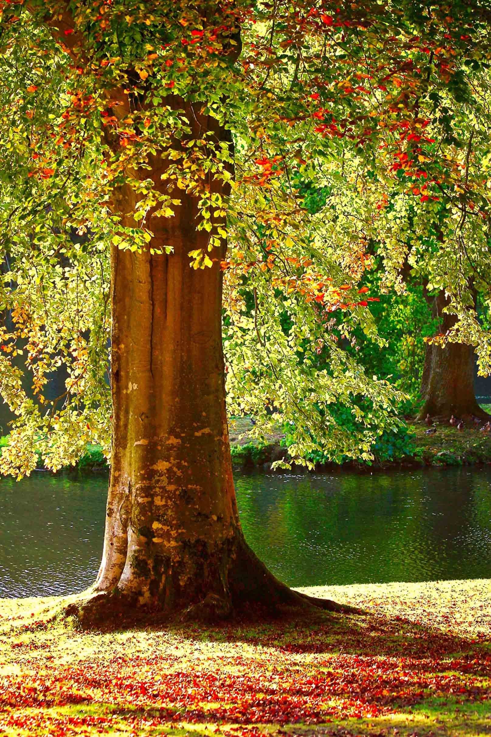 3D Pretty Lakeside Tree 743 Stair Risers Wallpaper AJ Wallpaper