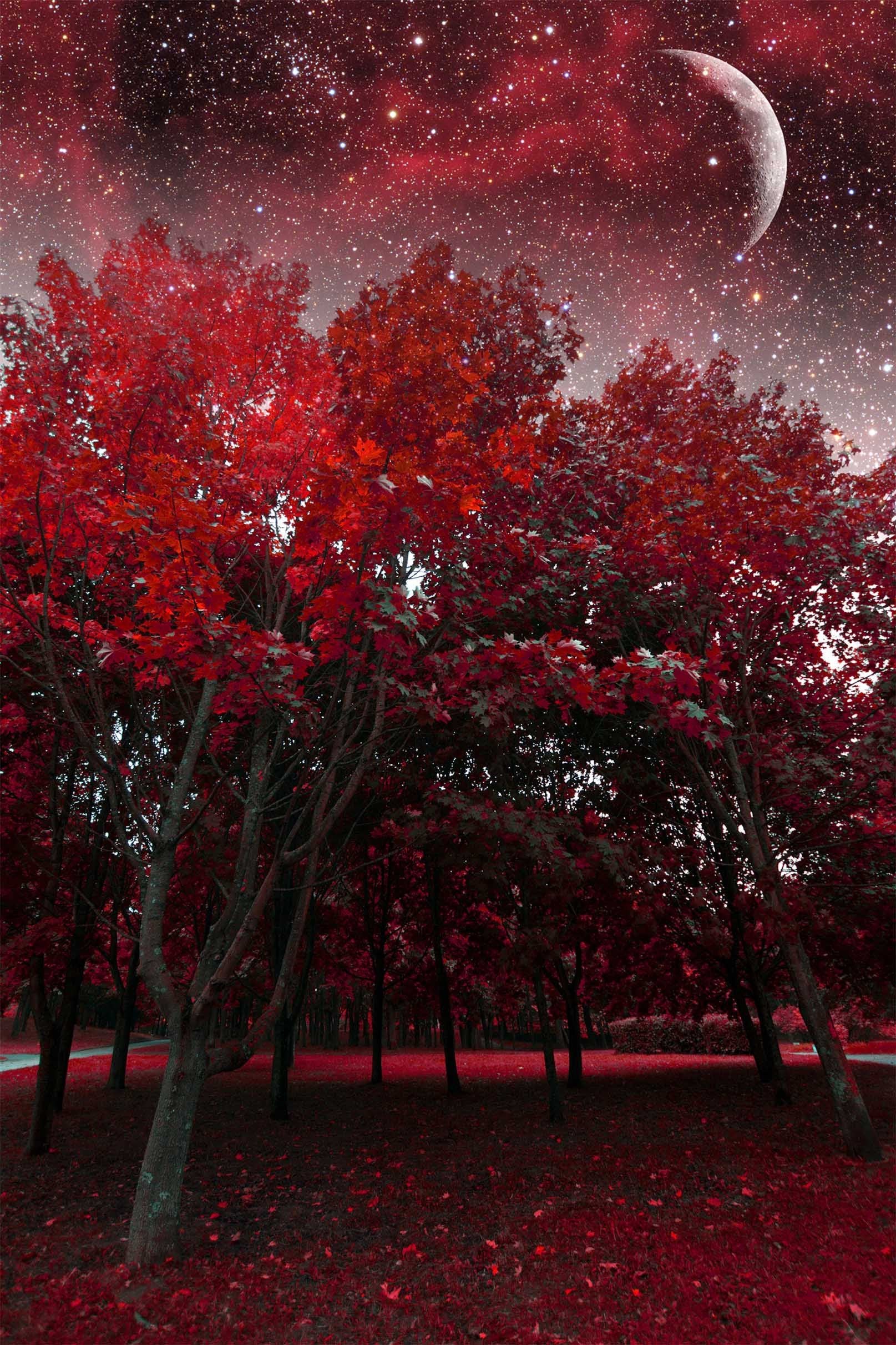 3D Red Forest Stars Sky 1038 Stair Risers Wallpaper AJ Wallpaper