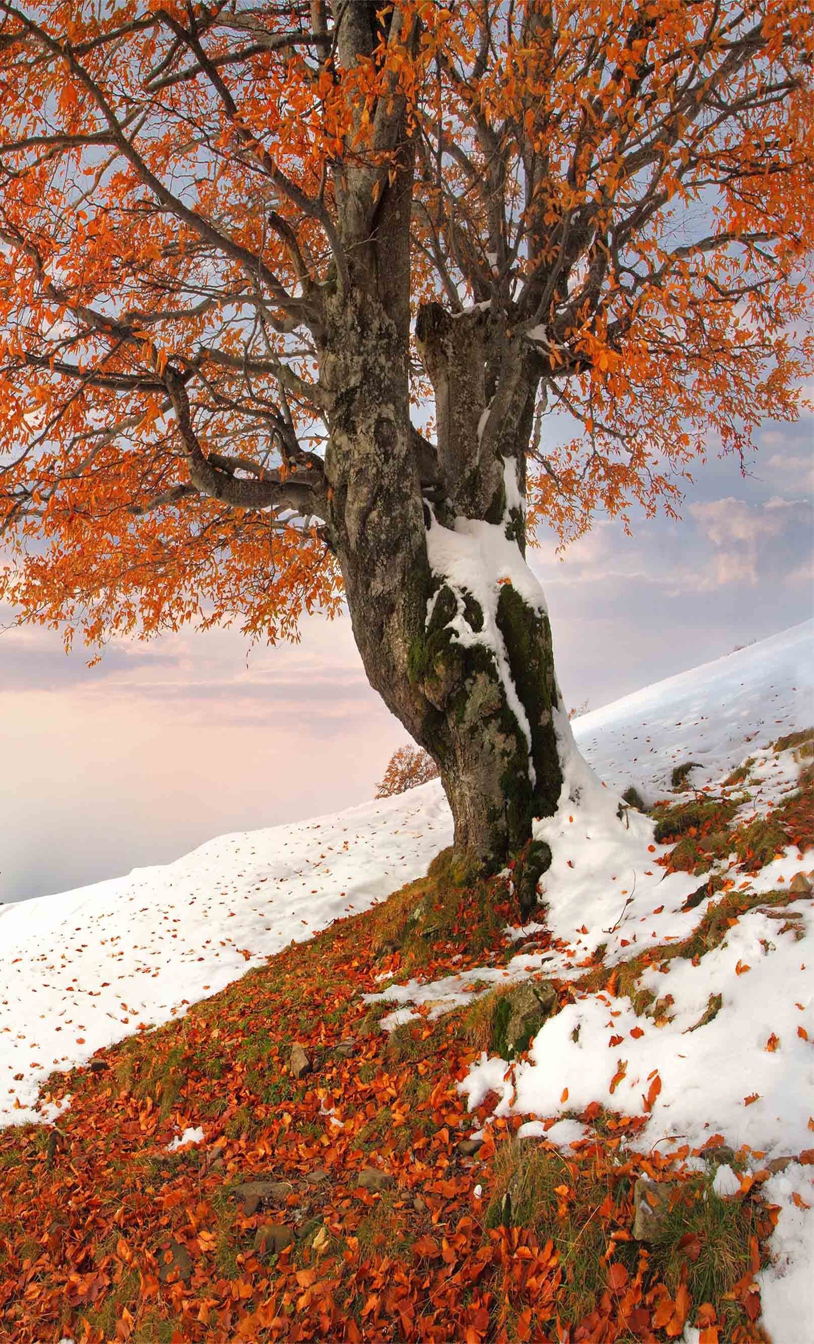 3D Snow Tree 1267 Stair Risers Wallpaper AJ Wallpaper