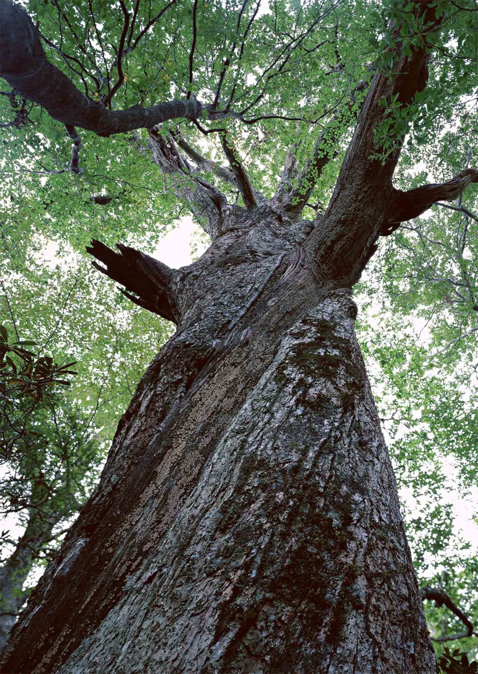 3D Gaint Tall Tree 1258 Stair Risers Wallpaper AJ Wallpaper