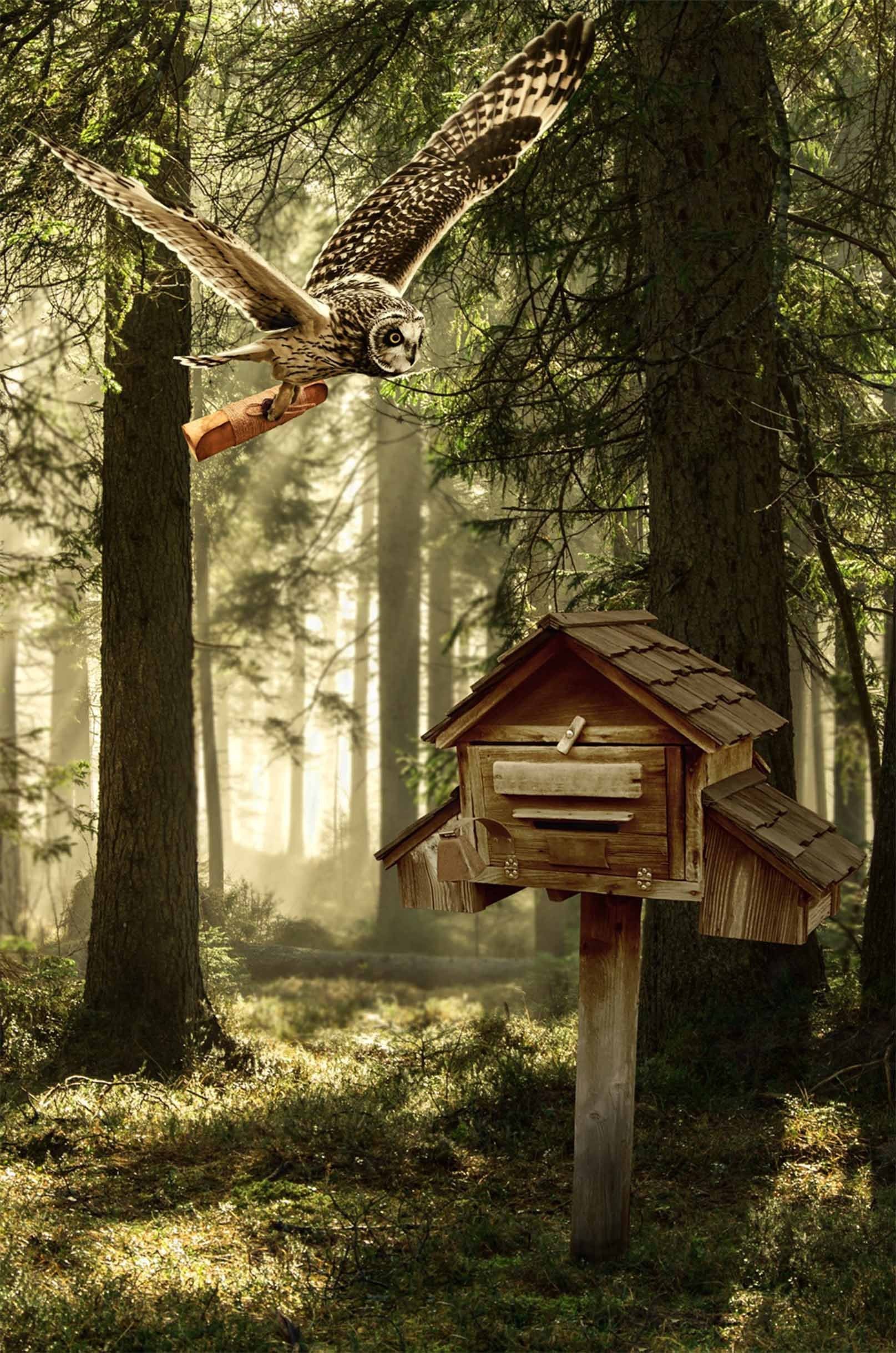 3D Forest Bird House 1256 Stair Risers Wallpaper AJ Wallpaper