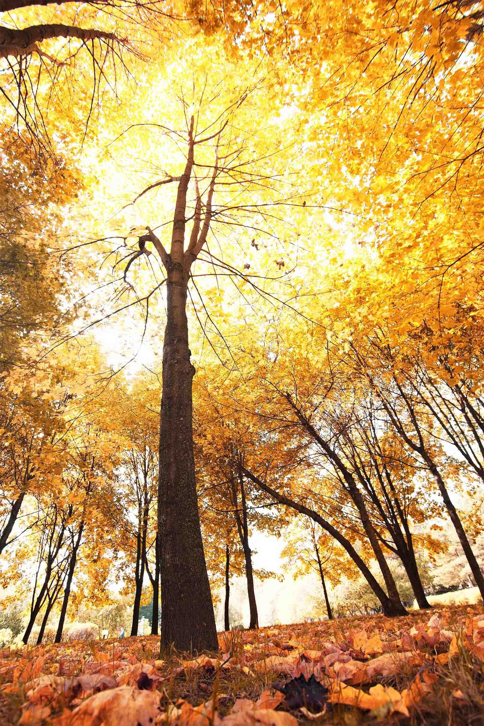 3D Forest Fallen Leaves 1200 Stair Risers Wallpaper AJ Wallpaper